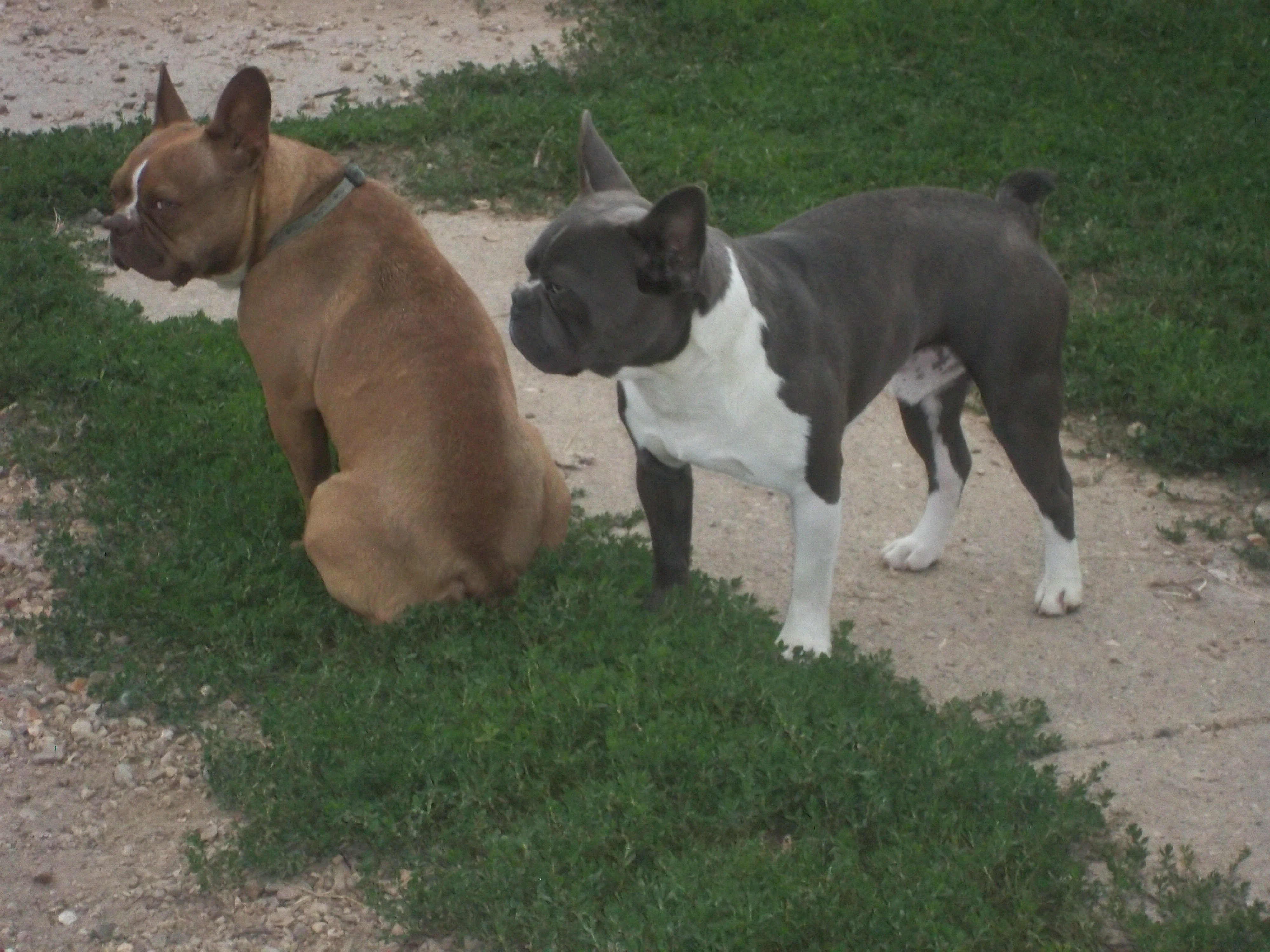 frenchton puppies for sale california frenchton puppies for sale breeds picture frenchton puppies for sale california frenchton puppies for sale breeds picture